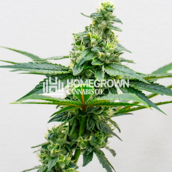 Apple Fritter Feminized Cannabis Seeds Strain Info Homegrown Diaries