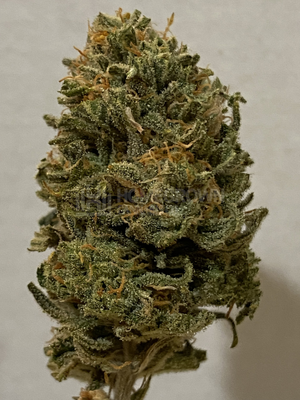 Blood Diamond OG Feminized Cannabis Seeds Week 24 Grow Journal By