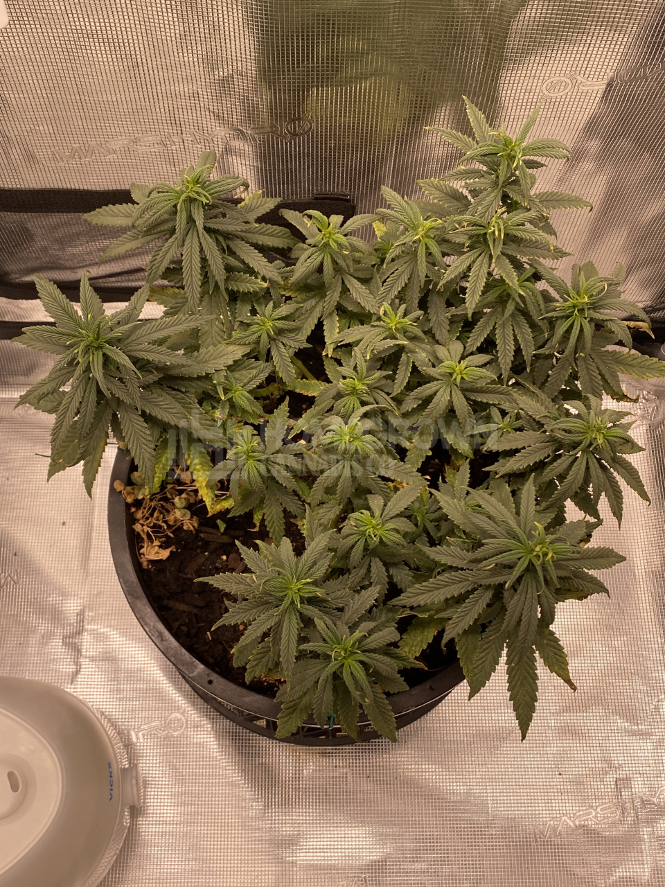 Blood Diamond Og Feminized Cannabis Seeds Week Grow Journal By