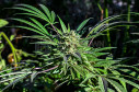 BB Kush Fem 2023