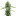 OG Kush Autoflower Cannabis Seeds 