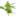 Maple Leaf Feminized Cannabis Seeds