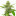 Golden Gate Haze Feminized Cannabis Seeds