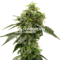 Bruce Banner Autoflower Cannabis Seeds