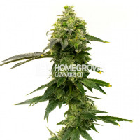 Eastern Promise Feminized Cannabis Seeds