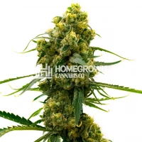 24k Gold Feminized Cannabis Seeds