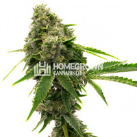 LSD Feminized Cannabis Seeds