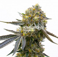 Bruce Almighty Feminized Cannabis Seeds