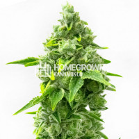 Rainbow Glue Feminized Cannabis Seeds