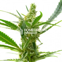 CBD Kush Autoflower Cannabis Seeds