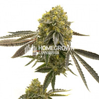 Critical 47 Feminized Cannabis Seeds