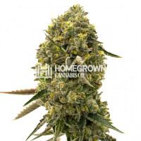 Caffeine Bomb Feminized Cannabis Seeds