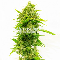 Lemon Crush Feminized Cannabis Seeds