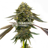 Blue Mist Feminized Cannabis Seeds