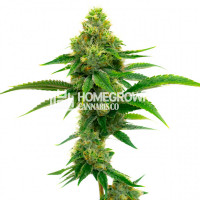 Tangie Autoflower Cannabis Seeds