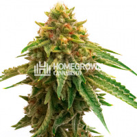 Oregon Peach Feminized Cannabis Seeds