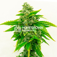 CBD 1-CA Ratio 1:20 Feminized Cannabis Seeds