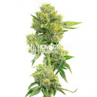 Melting Pot Feminized Cannabis Seeds