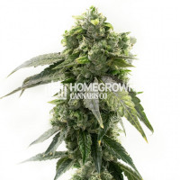 G13 Autoflower Cannabis Seeds