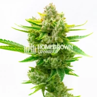 CBD Critical Mass Autoflower Cannabis Seeds