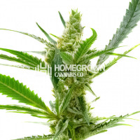 Northern Cream Auto Cannabis Seeds