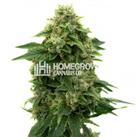 Mazar Autoflower Cannabis Seeds