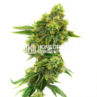 Critical Jack Feminized Cannabis Seeds