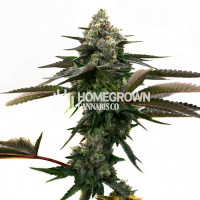  Eric Brandstad's Purple Urkle Feminized Cannabis Seeds