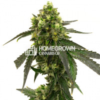 Girl Scout Cookies Feminized Cannabis Seeds