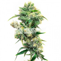 CBD Super Silver Haze Feminized Cannabis Seeds