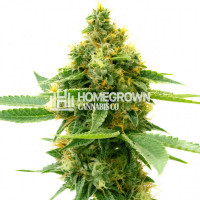 Pineapple Autoflower Cannabis Seeds