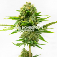 Fat Mazzy Feminized Cannabis Seeds