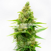 Humboldt Feminized Cannabis Seeds