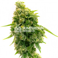 Lemon Kush Feminized Cannabis Seeds