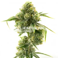 Sticky Dickie Feminized Cannabis Seeds