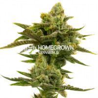 Wild Hog Auto Cannabis Seeds