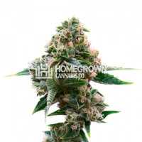 Candy Glue Feminized Cannabis Seeds