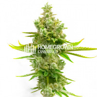 Blue Princess Fast Version Cannabis Seeds