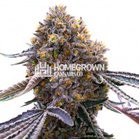 UltraViolet OG Feminized Cannabis Seeds