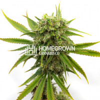 Stardawg Feminized Cannabis Seeds