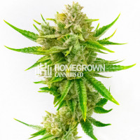 Tahoe Kush Feminized Cannabis Seeds