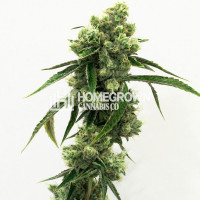 Super Skunk Feminized Cannabis Seeds