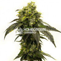 Star Killer Feminized Cannabis Seeds