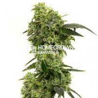 Hindu Kush Feminized Cannabis Seeds