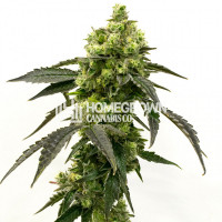 Big Cheese Auto Cannabis Seeds