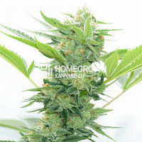 Runtz Autoflower Cannabis Seeds