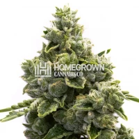 NYC Diesel Autoflower Cannabis Seeds