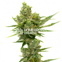 Sour Diesel Autoflower Cannabis Seeds