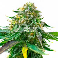 White Widow Autoflower Cannabis Seeds