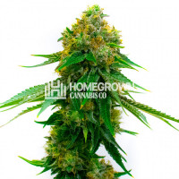 5 Alive Feminized Cannabis Seeds